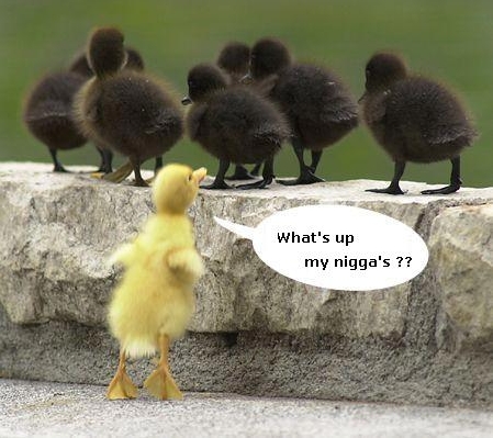 free funny myspace graphic by csshtmltutorial.com